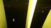 I na koniec znowu pająki :)