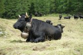Czarne krowy z wielkimi dzwonami