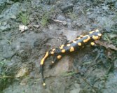 Salamandra z bliska :)